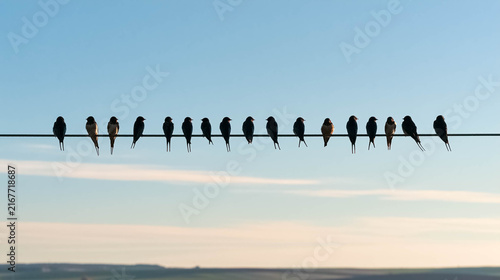Flock of migrating swallows perched together on an overhead power line under a clear blue sky