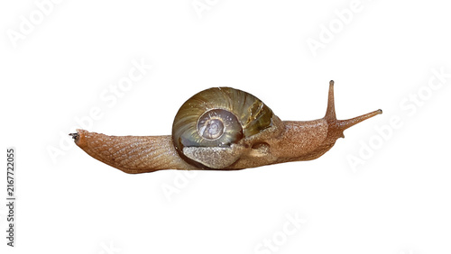 Fotografie Snail with shell traveling right in a transparent background