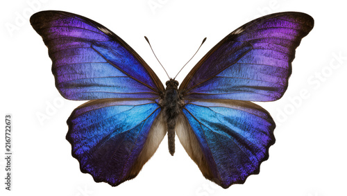 Fotografía Vibrant blue and purple morpho butterfly wings, isolated on transparent backgrou