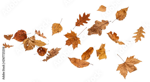 Obraz na płótnie Scattered autumn leaves falling in the wind, a natural seasonal display