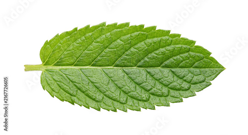 Konstfotografi Single fresh green mint leaf with serrated edges and visible veins on white back