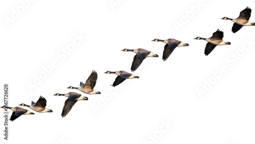 Fotografía Flock of Canada geese flying in formation, isolated on transparent background