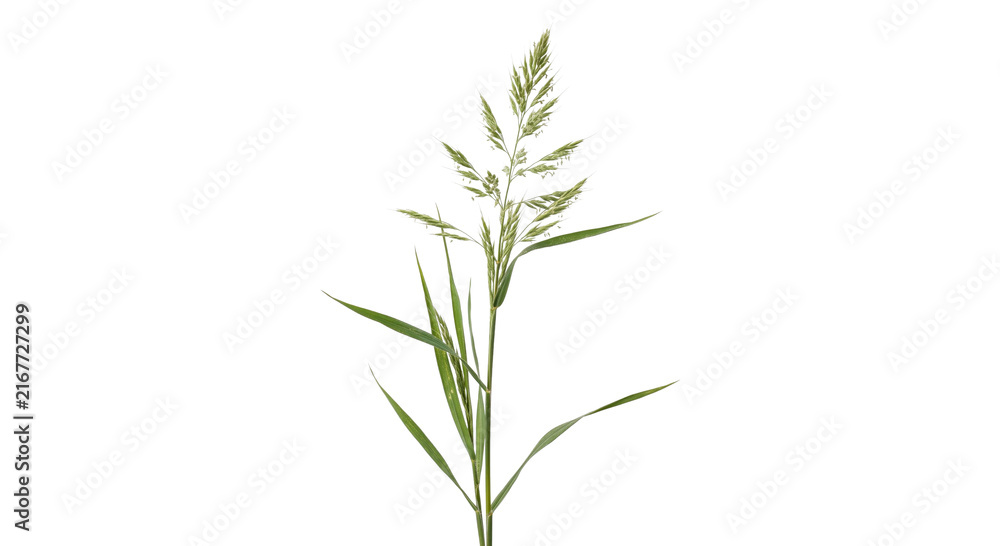 Obraz premium Green grass seed head with long leaves isolated on white background