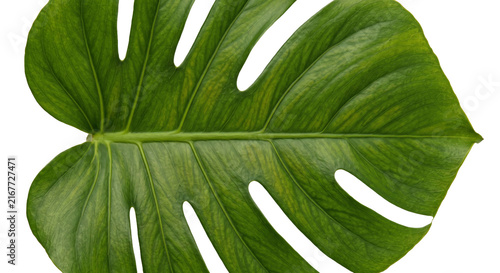 Fotografie Close-up of a vibrant green Monstera leaf with distinctive fenestrations