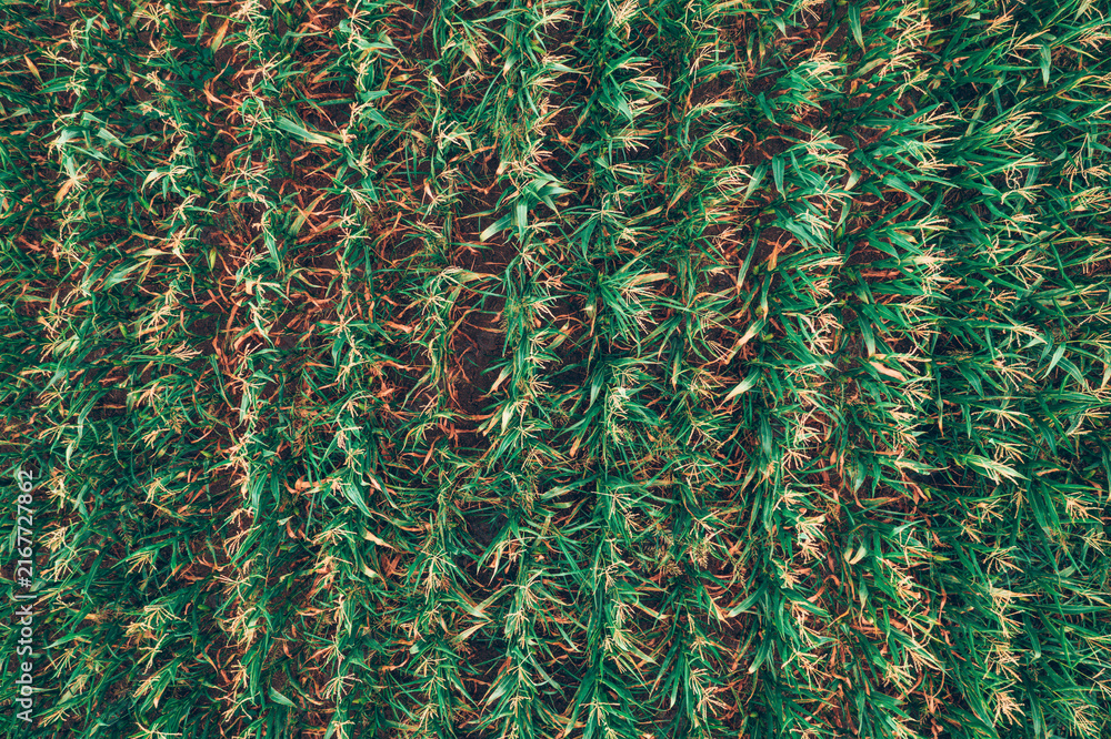 Fototapeta premium Top down drone shot of a structured maize field with symmetrical rows. Concept of precision agriculture, crop monitoring, industrial farming, and food production.