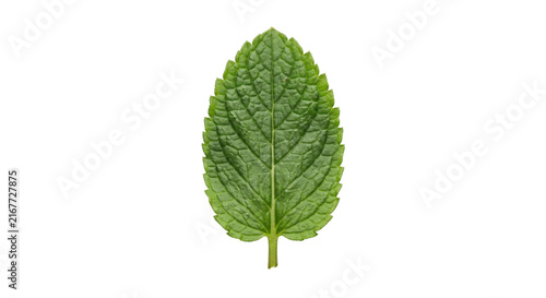 Obraz na płótnie Single green mint leaf with serrated edges and prominent veins on white backgrou