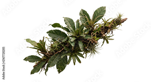 Fotografie Epiphytic plants and bromeliads growing on a mossy branch against a white backgr