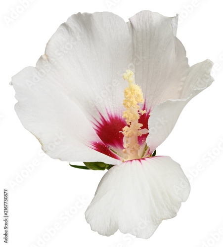 White hibiscus flower, isolated background.