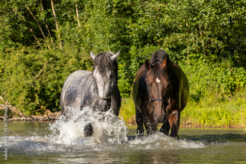 2 Pferde kühlen sich im See ab