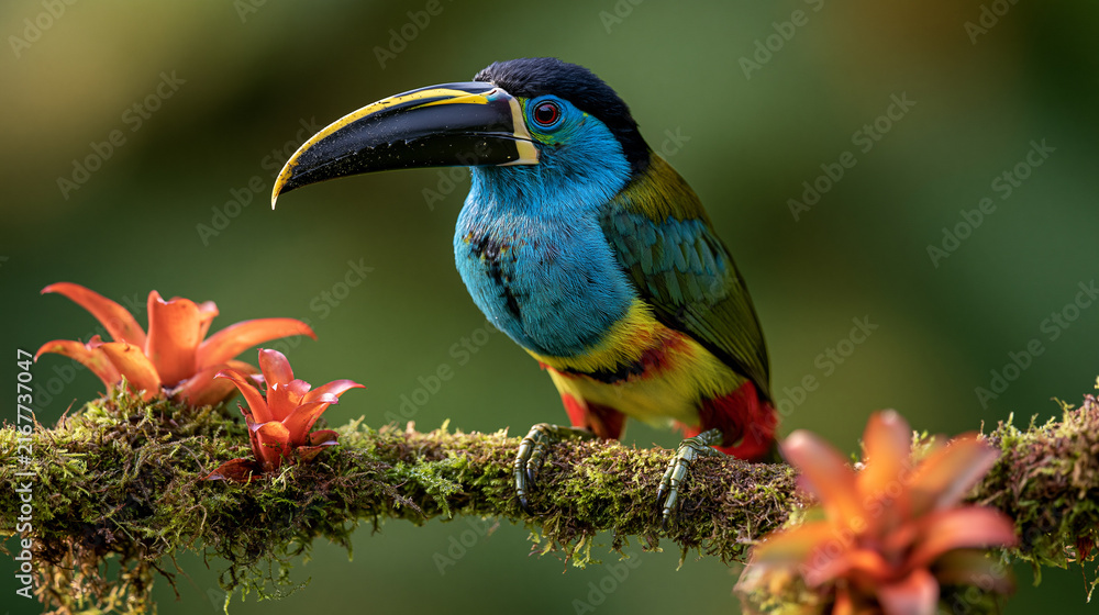 Obraz premium Colorful toucan sits on a mossy branch with flowers around