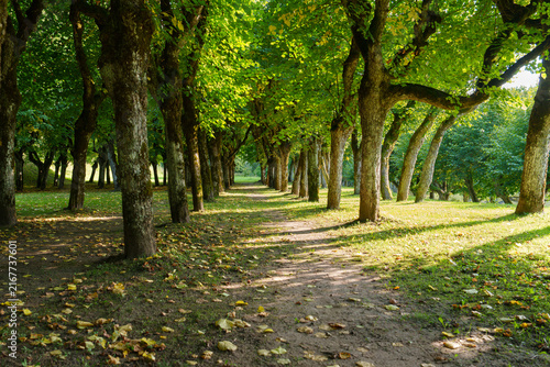 alley in the park