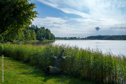 summer day on the lake shore with reeds