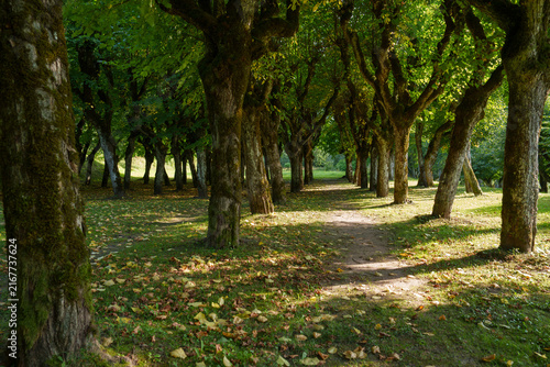 trees in the park