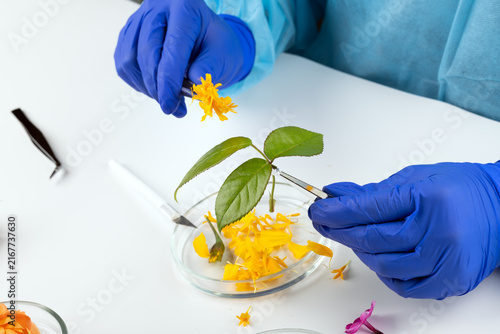 Fotografía A biologist studies a plant in a lab
