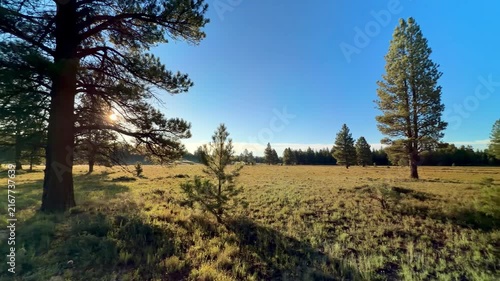 Tall pine trees scattered across a sunlit mountain meadow beneath a clear blue sky near Duck Creek in Dixie National Forest, Utah.