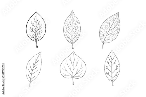 Hand-Drawn Leaf Vectors with Detailed Veins SVG Set.