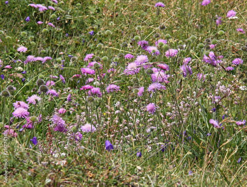Картината върху платно prato fiorito di ambretta (Knautia longifolia)