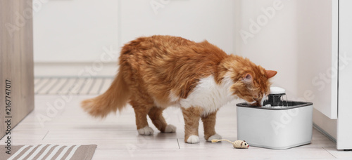 Canvastavla Pet hydration and cat health, ginger cat drinking water from a modern pet founta