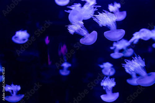Foto mesmerizing view of glowing jellyfish in a dark aquarium