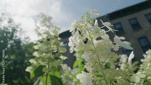 alt slow motion 4 bees converge on white flowers
