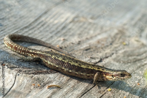 Mountain lizard, Finland, Lacerta vivipara, bog lizard, viviparous lizard, zootoca, common lizard, critters, lizards, lizards, reptiles