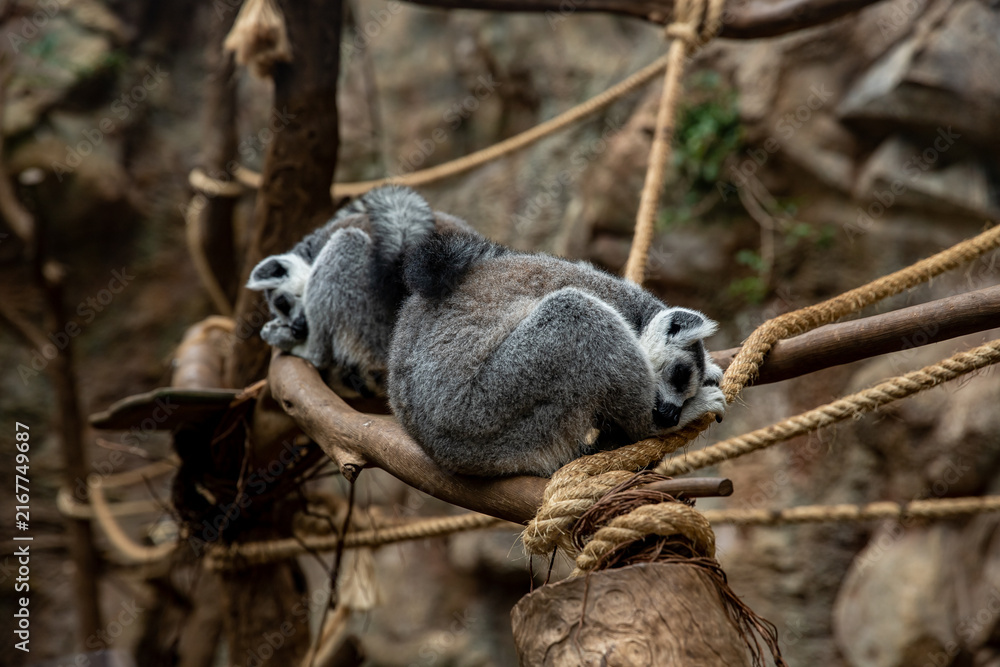 Naklejka premium Two ring tailed lemurs resting on a tree branch in their natural habitat