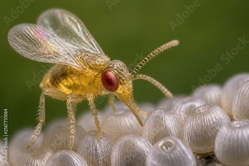 Tiny yellow parasitoid wasp perched on eggs on green leaf