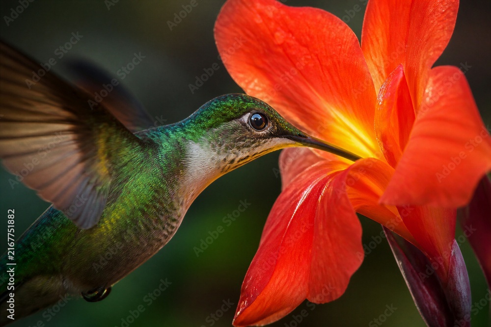 Naklejka premium Hummingbird feeding from red flower in tropical closeup