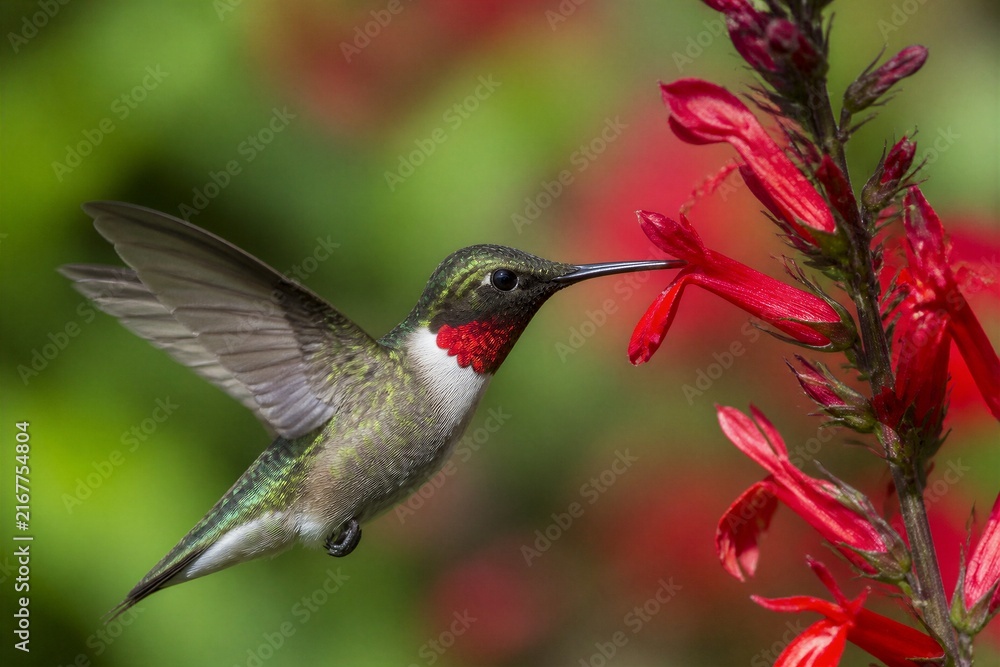 Naklejka premium Ruby throated hummingbird feeding from red tubular flower