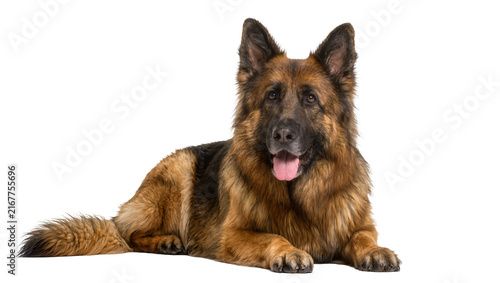 Obraz na plátně Majestic German Shepherd dog lying down panting with tongue out, isolated on tra