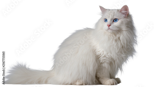 Obraz na plátně Fluffy white Turkish Angora cat with bright blue eyes, isolated on transparent b