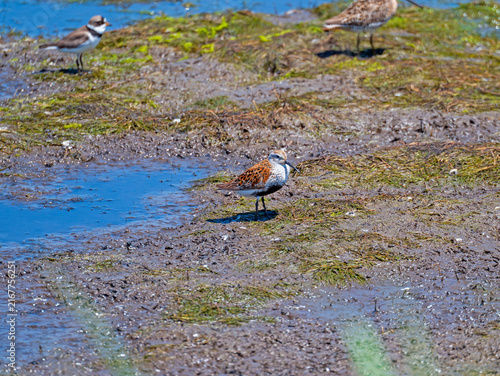 Dunlin Feeding on a Wetland Pond Shore