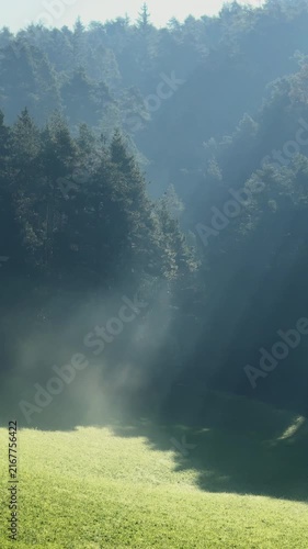 Morning fog moving across a sunny forest meadow