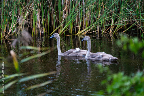 Cuadro en lienzo Two young swans swimming among reeds in a lake