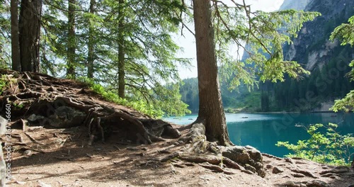 Pine trees on the shore of Lago di Braies, Dolomites