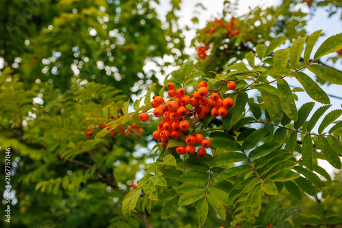 Fotografía Close up of ripe rowan berries among green leaves
