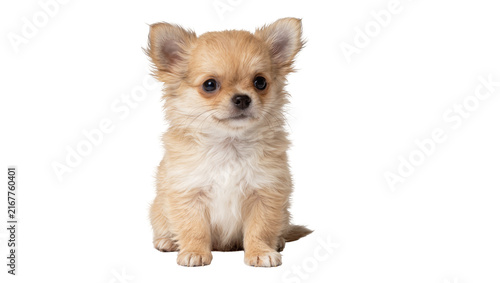 Fotografía Fluffy fawn chihuahua puppy sitting attentively, isolated on transparent backgro
