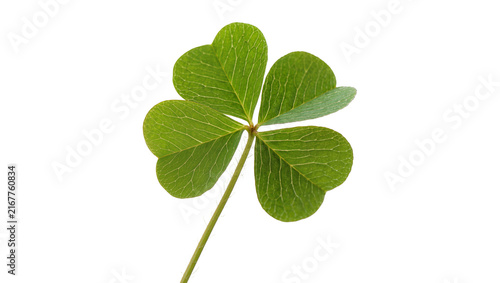Quadro su tela Green clover leaf with four heart-shaped leaflets, isolated on transparent backg