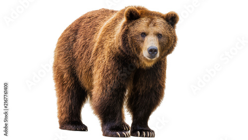 Fotografie Brown grizzly bear standing, isolated on transparent background