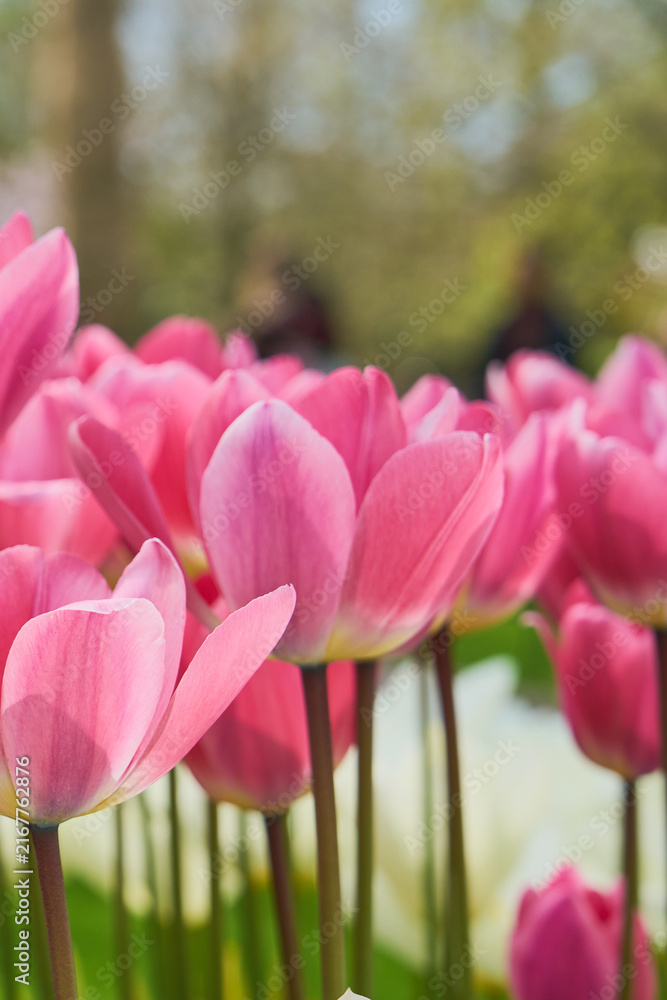 Obraz premium Pink Tulip Flowers with Soft Bokeh Background in a Bright Spring Garden