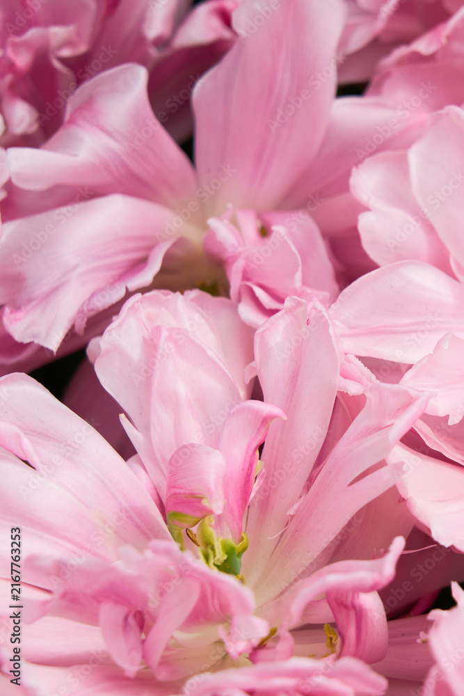 Obraz premium Background of open pink tulips