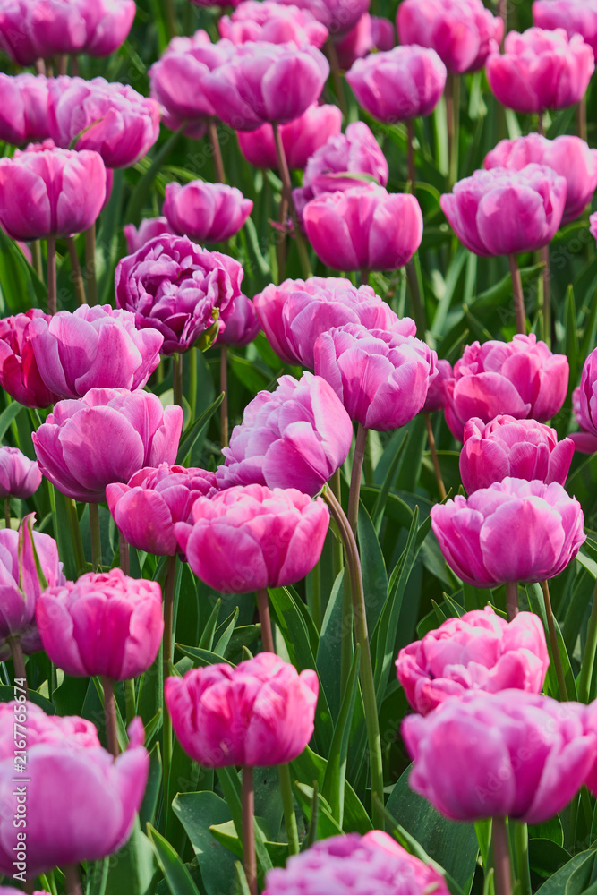 Fototapeta premium Vibrant Pink Double Tulip Field in Full Bloom, Romantic Spring Garden Floral Background