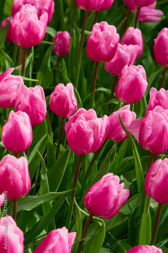 Fototapeta premium Vibrant Pink Tulip Flower Bed in Full Spring Bloom Garden Background