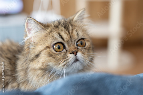 Canvas Print 気になって見つめるふわふわした毛並みの可愛いペルシャ猫