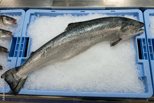 Atlantic Salmon on crushed ice at the fish market in Portugal. Fresh fish on ice