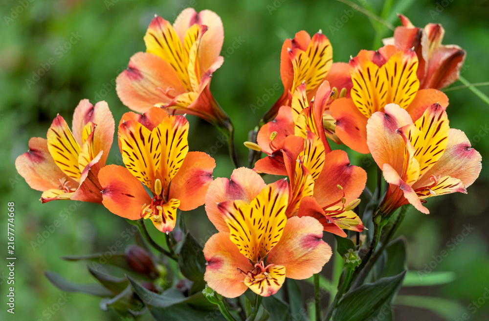 Fototapeta premium Inkalilien (Alstroemeria)