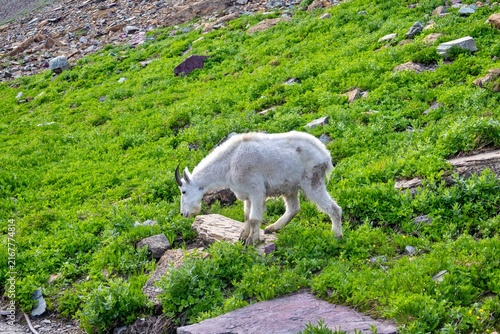 Obraz na płótnie Mountain Goats in Glacier National Park