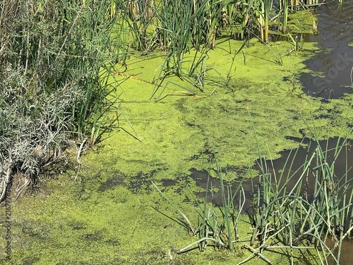 Algae Growing Across a Calm Pond With Green Water Vegetation, Reflective Surface and Peaceful Outdoor Wetland Environment