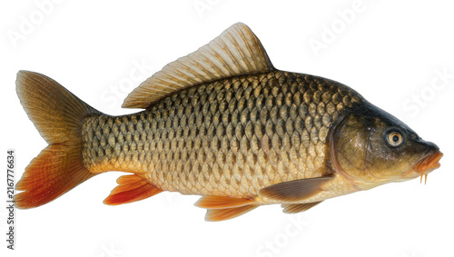 Фотография Detailed common carp fish with scales and fins, isolated on transparent backgrou