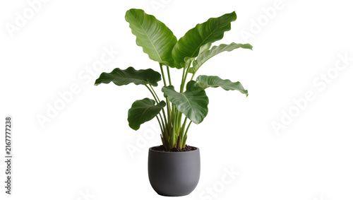 Фотография Large green philodendron plant in a dark gray pot, isolated on transparent backg